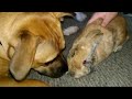 Sweet Pup Obsessed With Bunny Rabbit Can T Get Enough Cuddles
