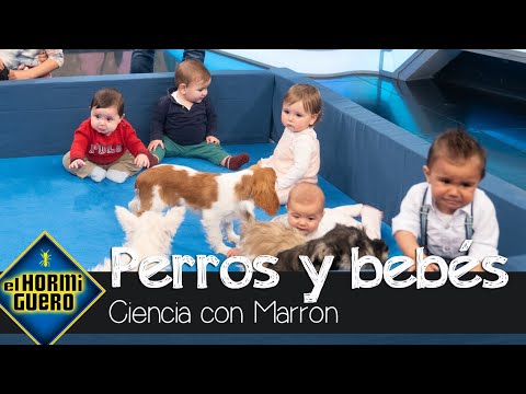 Laura Pausini emocionada con los bebés y cachorros que se encuentran por primera vez - El Hormiguero
