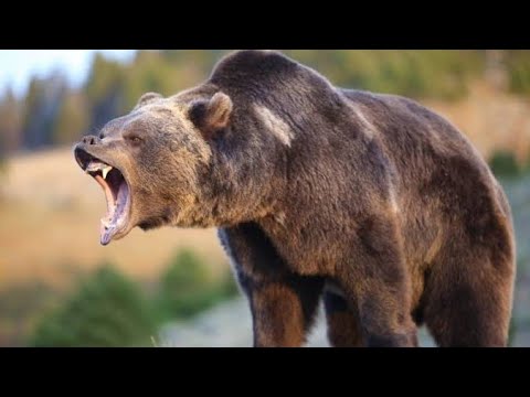 Dubu wanyama wakubwa wa ajabu wanaoishi kwenye viota na kuvua samaki