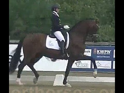 2011 KWPN stallion with top potential www.sporthorses-online.com