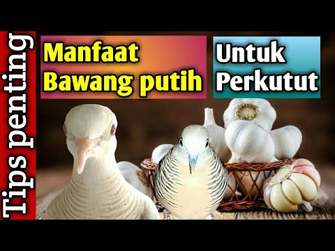 , title : 'Manfaat bawang putih untuk perkutut.'