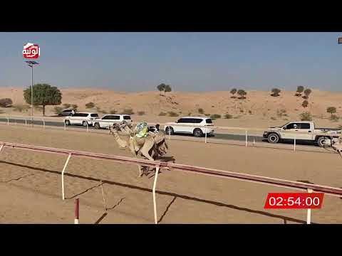 الشوط 16(نايف) لـ نايف عبدالله سيف بن عنتر الغفلي 6:22 , شارة الديوان 2025/10/25 لقايا اللبسه 