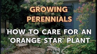 How to Care for an 'Orange Star' Plant