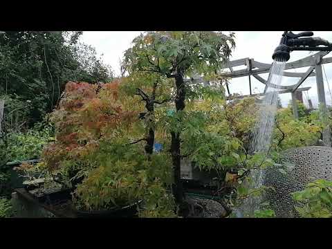 Maple Bonsai Tree Showering | UK @delsbonsais