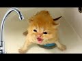 Foster Mom Cat Takes Care Of Loud Meowing Kitten After His First Bath