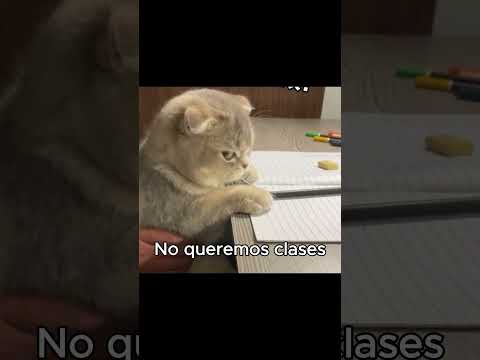 La scuela no : #memes #cat #humor #funny #catmemes