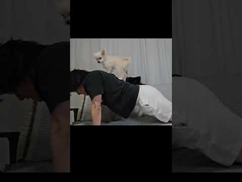 筋トレトレーナー犬 #shorts