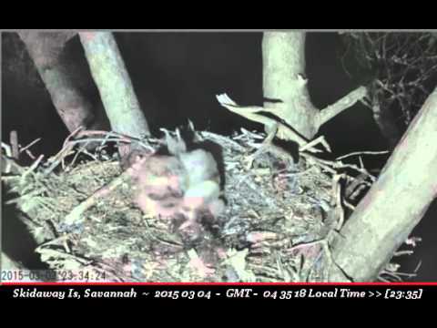 Great Horned Owlet trying to swallow mouse, brings it up - Skidaway Is, Ga, Great Horned Owl