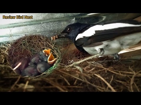 Oriental magpie-robin Birds - Mother feeds baby Take care of the baby in nest #1[ Review Bird Nest ]