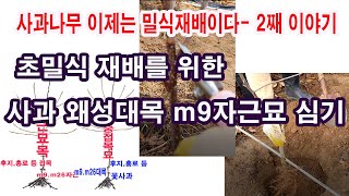 사과 초밀식재배를 위한 왜성대목 m9자근묘 심기-이제는 밀식재배이다 2째 이야기(사과 고밀식재배, 사과 왜성…