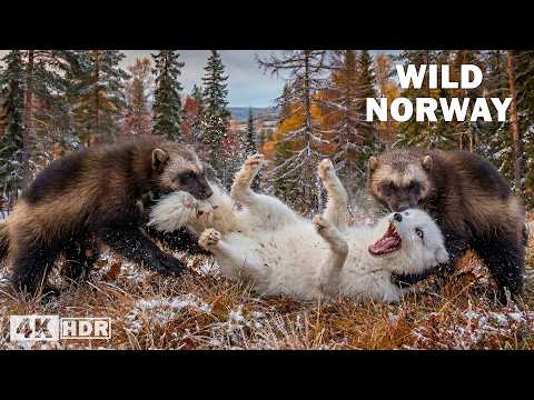 Predators of the North in the Eternal Frozen Forests