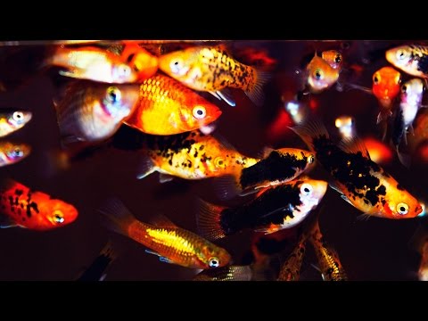 43 Types of Molly Fish - Varieties and Care Guide
