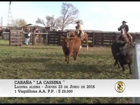23-06-16 Venta de Vaquillonas A.A. P.P - Cabaña La Cassina - Laguna Alsina.