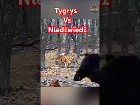 Kto rządzi w tajdze: niedźwiedź czy tygrys? 🐻🐅 Czy ukrycie zdobyczy wystarczy, by ją ochronić?
