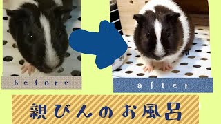 【モルモットの親びん】お風呂の時間です。♯4【guineapig】