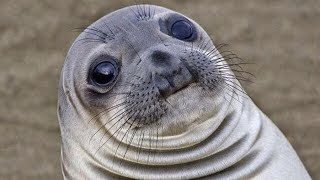 A Small Compilation of Some Hecking Sea Doggo (Seal) Videos (HECK)