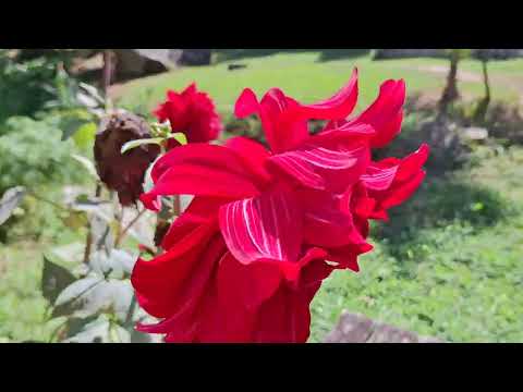 CACHOEIRA DO POÇÃO EM MIGUEL PEREIRA - RJ  ( VÍDEO RECENTE EM MAIO )