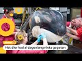 Aangespoelde orka was ernstig ziek