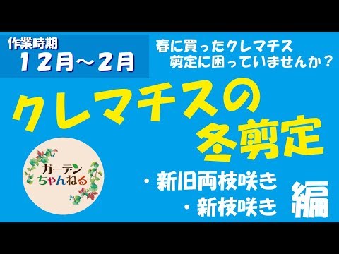 クレマチスが元気に育つように剪定します。どのような基準で剪定を行うべきですか?  庭園