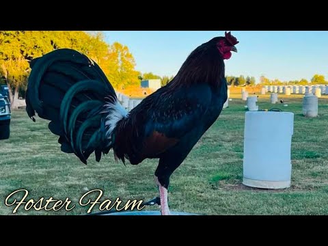 Foster Kelso Grey - FOSTER FARM