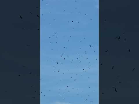 cuando esto pasa, dicen que es el fin del invierno 👀😱 #elsalvador #morazan #nature #naturaleza #fypシ