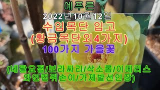 (예푸른)황금색 목단 외4가지입고#이메리스#추명국#사계바람꽃#사랑초#우이엽#네팔요정