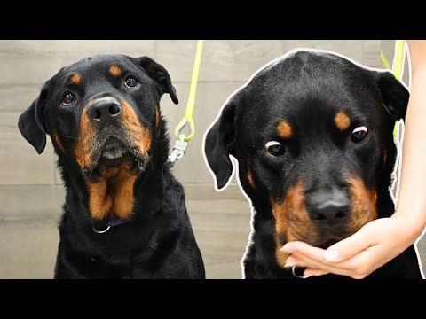I Can't Stop Laughing At This Dogs Reaction To Getting Treats 😂