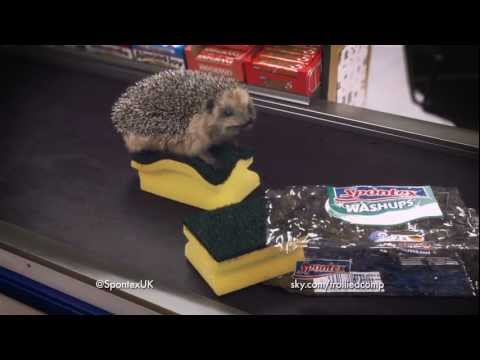 Spontex hedgehog having good clean fun!