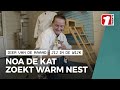 Dier van de maand: Noa de poes