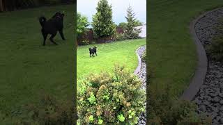 Video preview image #1 Labrador Retriever-Unknown Mix Puppy For Sale in Fargo, ND, USA