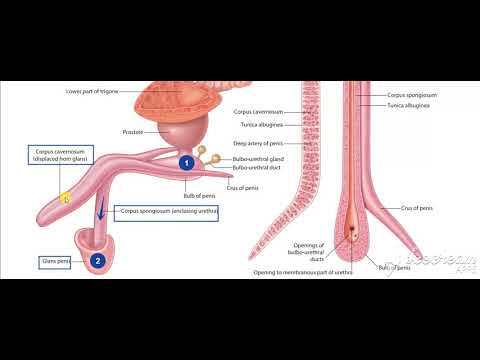 Male reproductive system