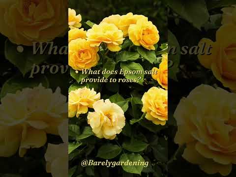 Epsom Salt Hacks for Rose Lovers: Tips for Vibrant Blooms #roses #epsomsalt @Barelygardening