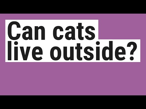 Can cats live outside?