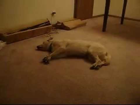 Funny Animal Videos Funny Animal Videos