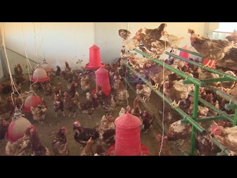 , title : 'Vogelgrippe: Spanische Behörden keulen 130.000 Hühner'