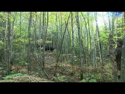 Orignal: comment diriger l'orignal à l'endroit désiré