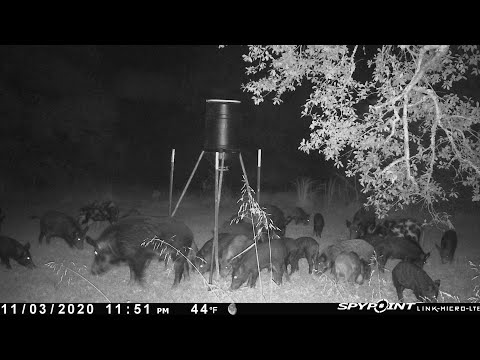 Hog trapping (29 Caught)