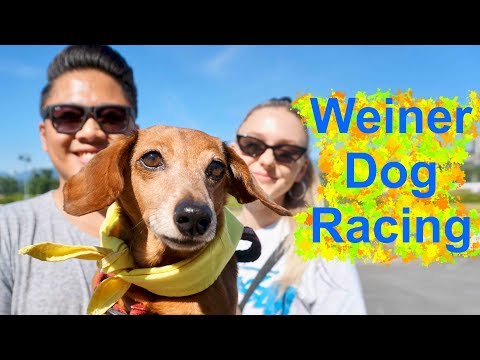 WORLD'S CUTEST RACE - The Dachshund Dash & Weiner Dog Race