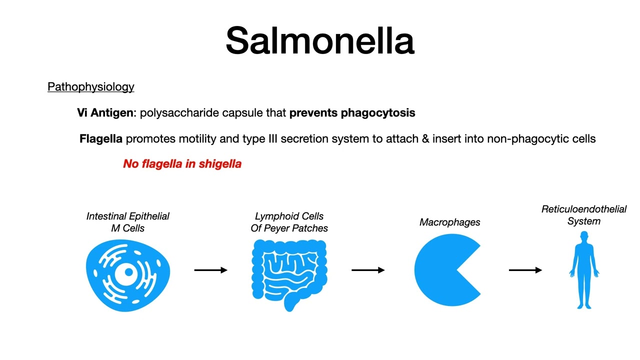 Salmonella