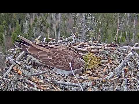 Iiris rolling the egg (kalakotkas2)