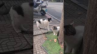 #cat #cute #catvideo #cutecat #funnyvideo #funny #funnycats