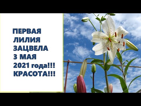, title : '3 мая 2021 года зацвела первая лилия! Ура!!!'