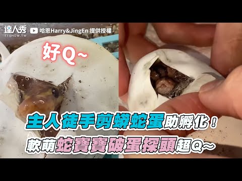蛇出生