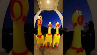 chicken music  #sora2 #aivideo #shorts