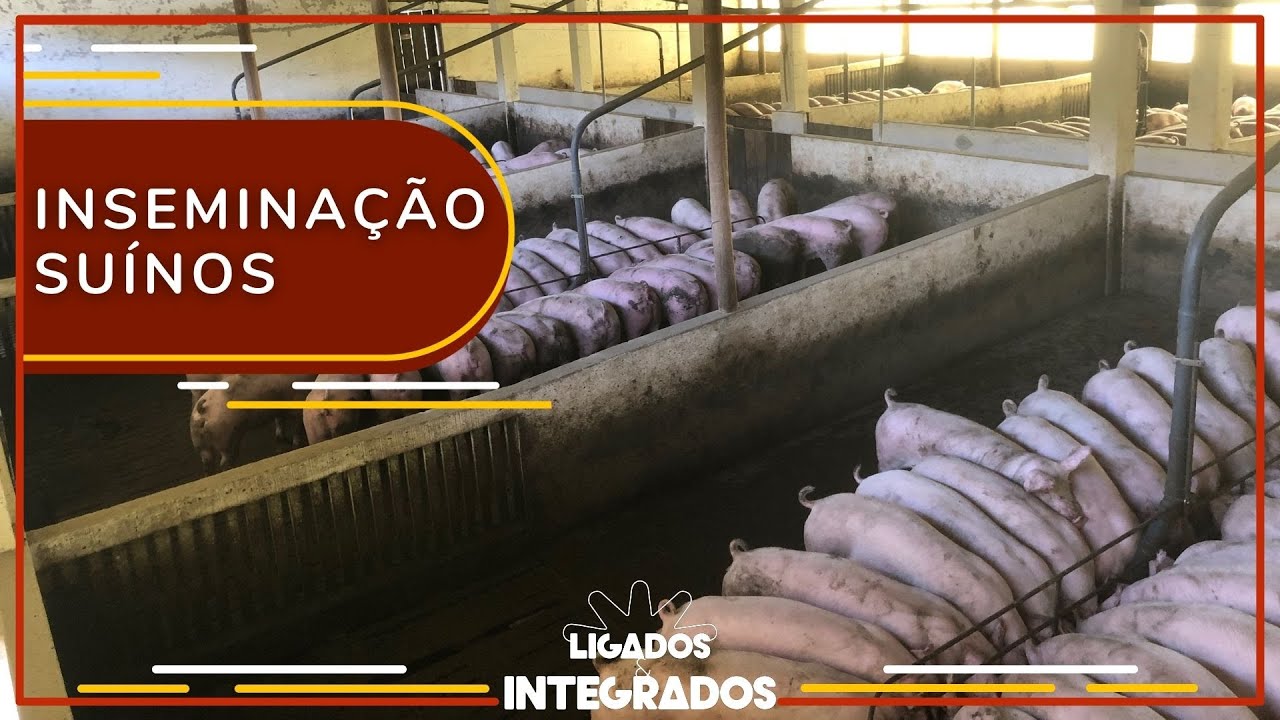 Suinocultura: como funciona uma central de sêmen? | Ligados & Integrados – 14/01/2021