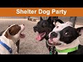 Dog TV Daycare 37