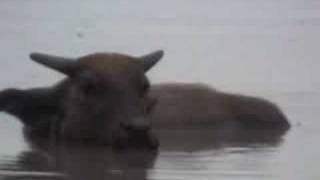 preview picture of video 'A Cow enjoys a good swim in Currimao rice fields'