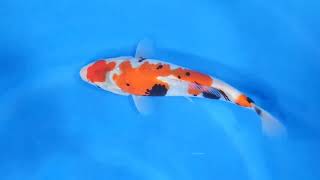 video van Showa SH-V24-011351