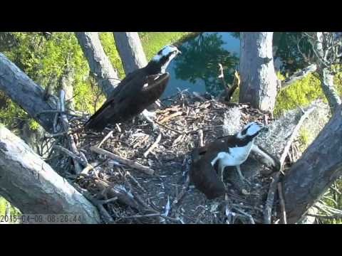 Ospreys Checking Out the Great Horned Owls' Nest