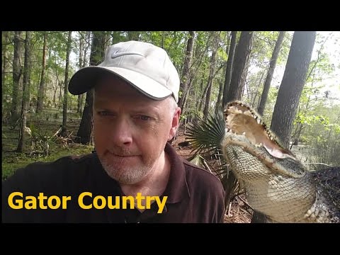 Surrounded By Giant Gators, You Won't Believe What Happens Next....